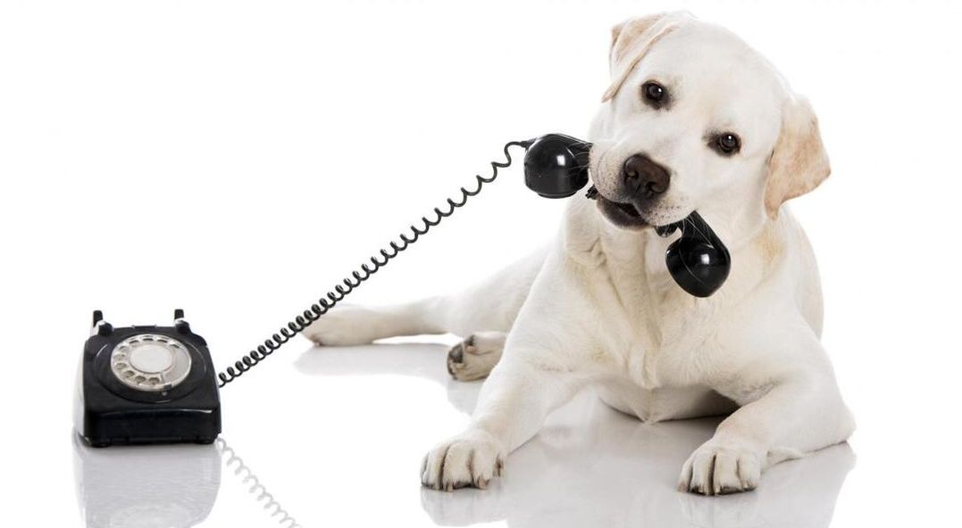 cute white dog grabbing the phone