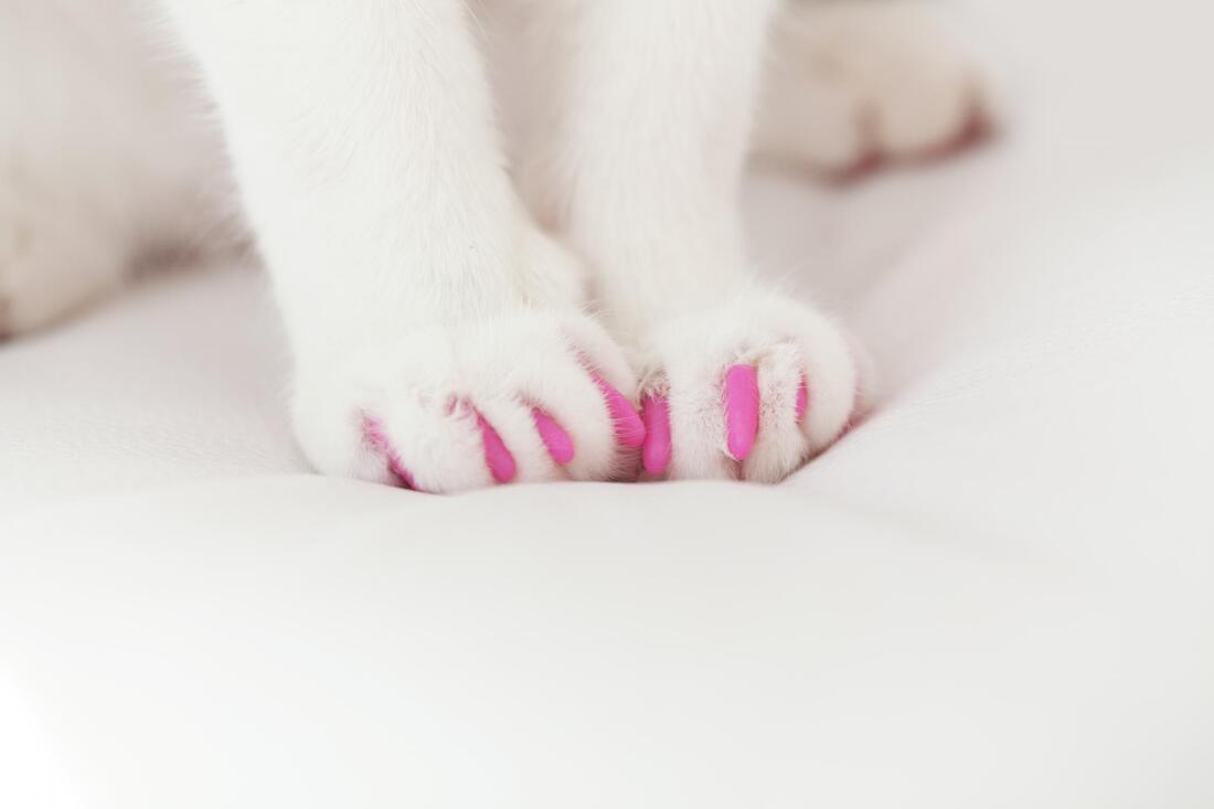 cute dog pink nails after a trim service