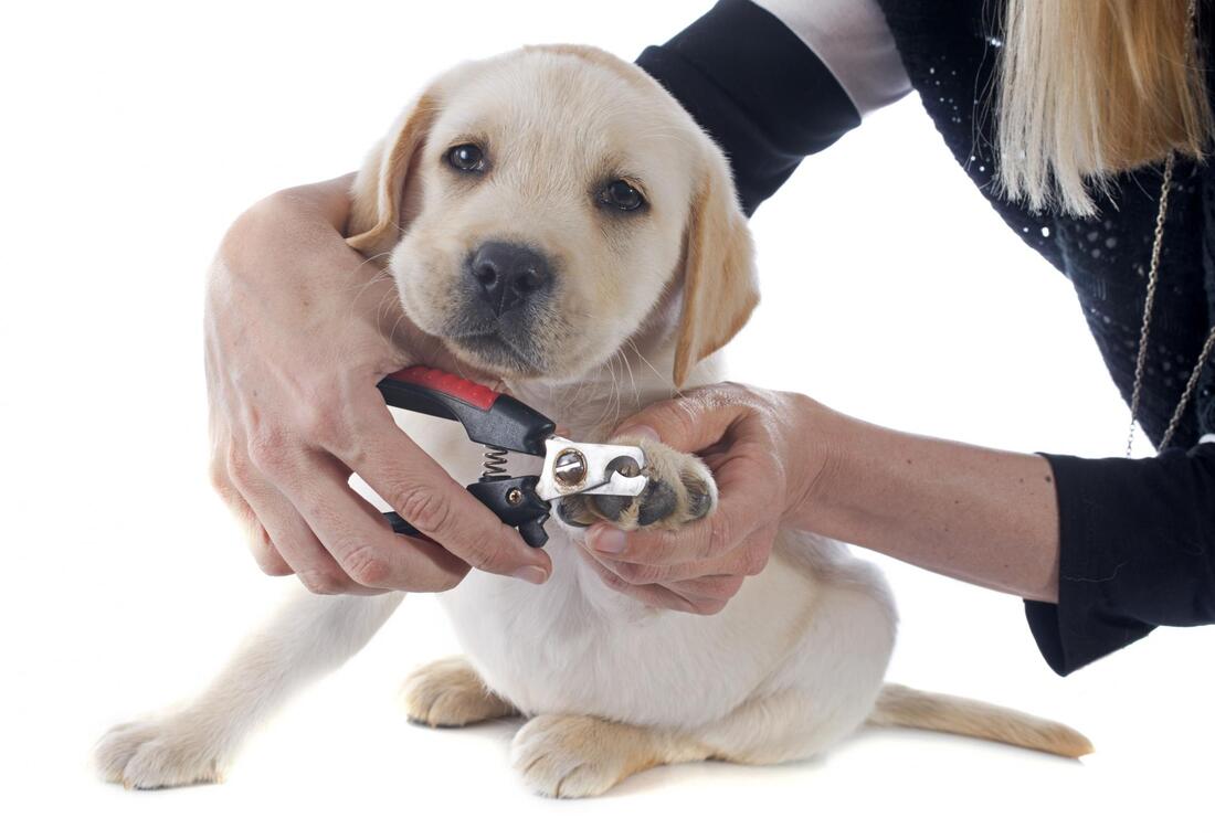cute puppy getting a nail trim service 